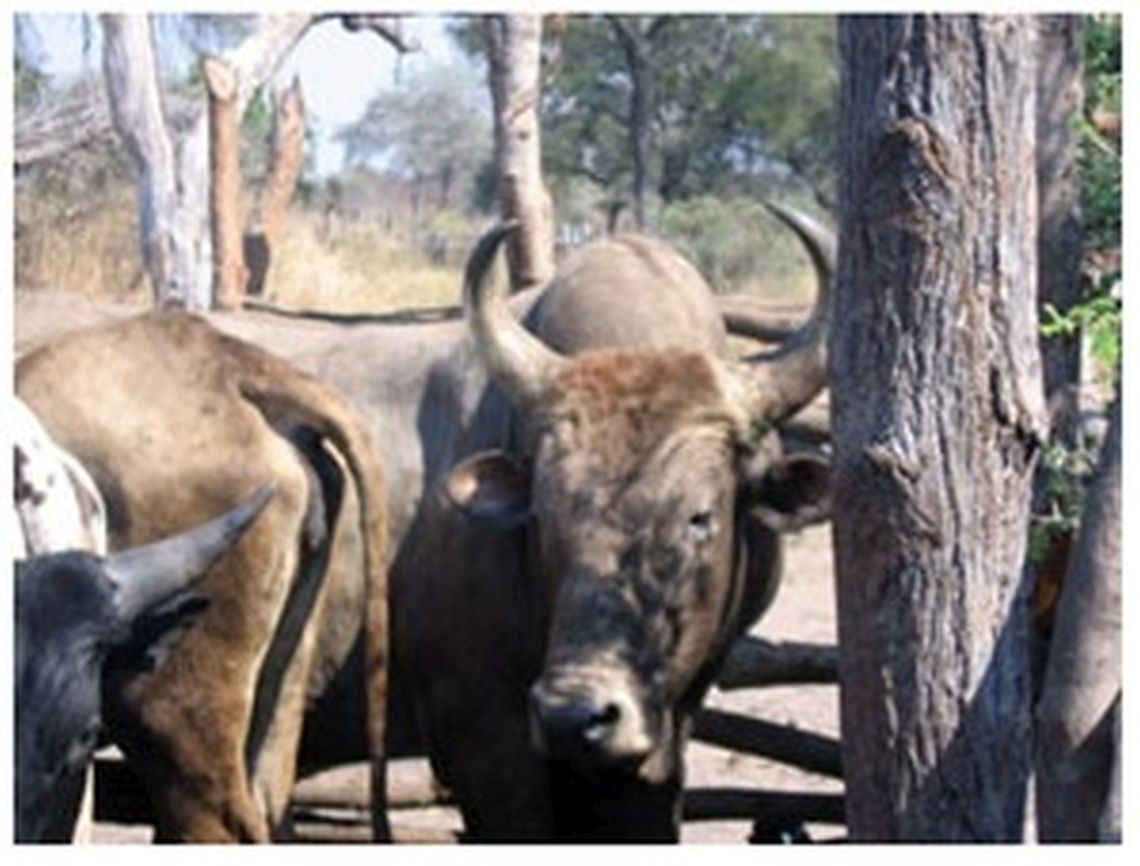 genetic_characterization_of_indigenous_cattle_breeds_in_zambia_2.jpg
