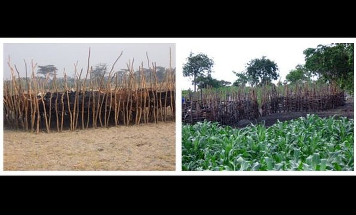 genetic_characterization_of_indigenous_cattle_breeds_in_zambia_3.jpg