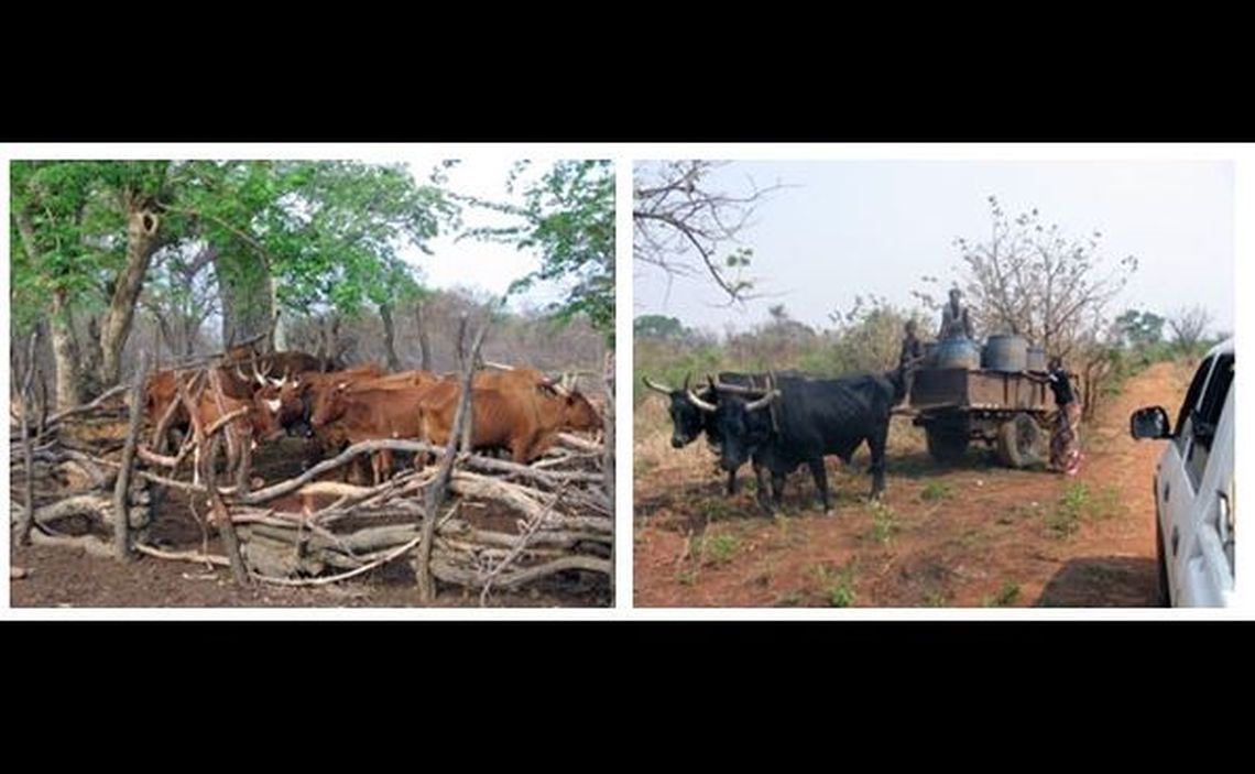 genetic_characterization_of_indigenous_cattle_breeds_in_zambia_4.jpg