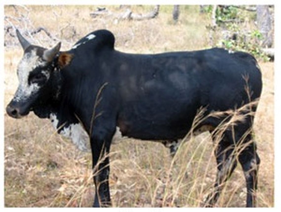 genetic_characterization_of_indigenous_cattle_breeds_in_zambia_5.jpg