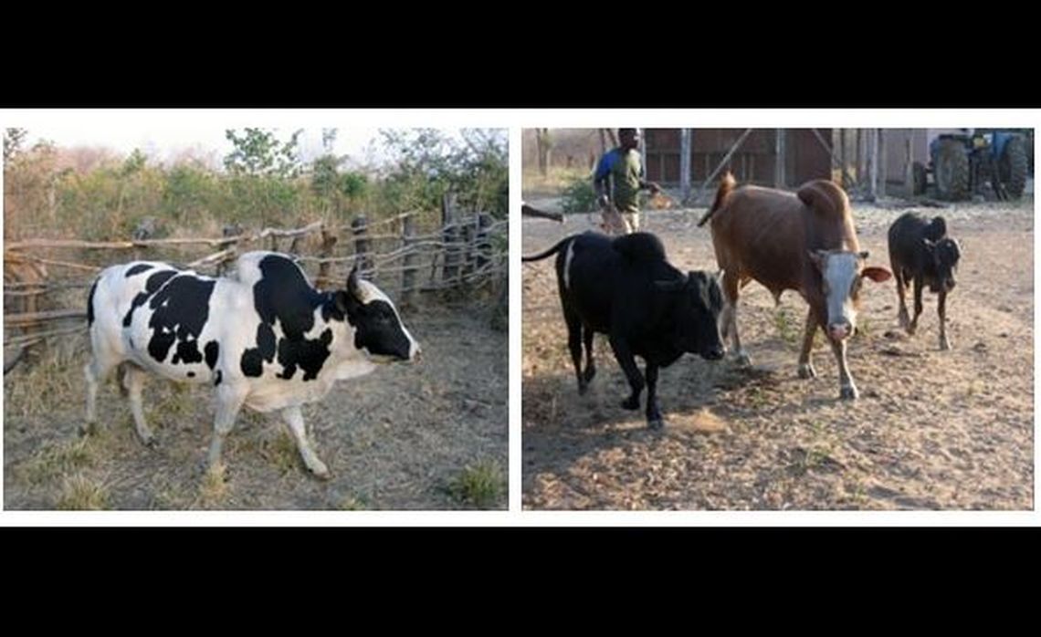genetic_characterization_of_indigenous_cattle_breeds_in_zambia_6.jpg