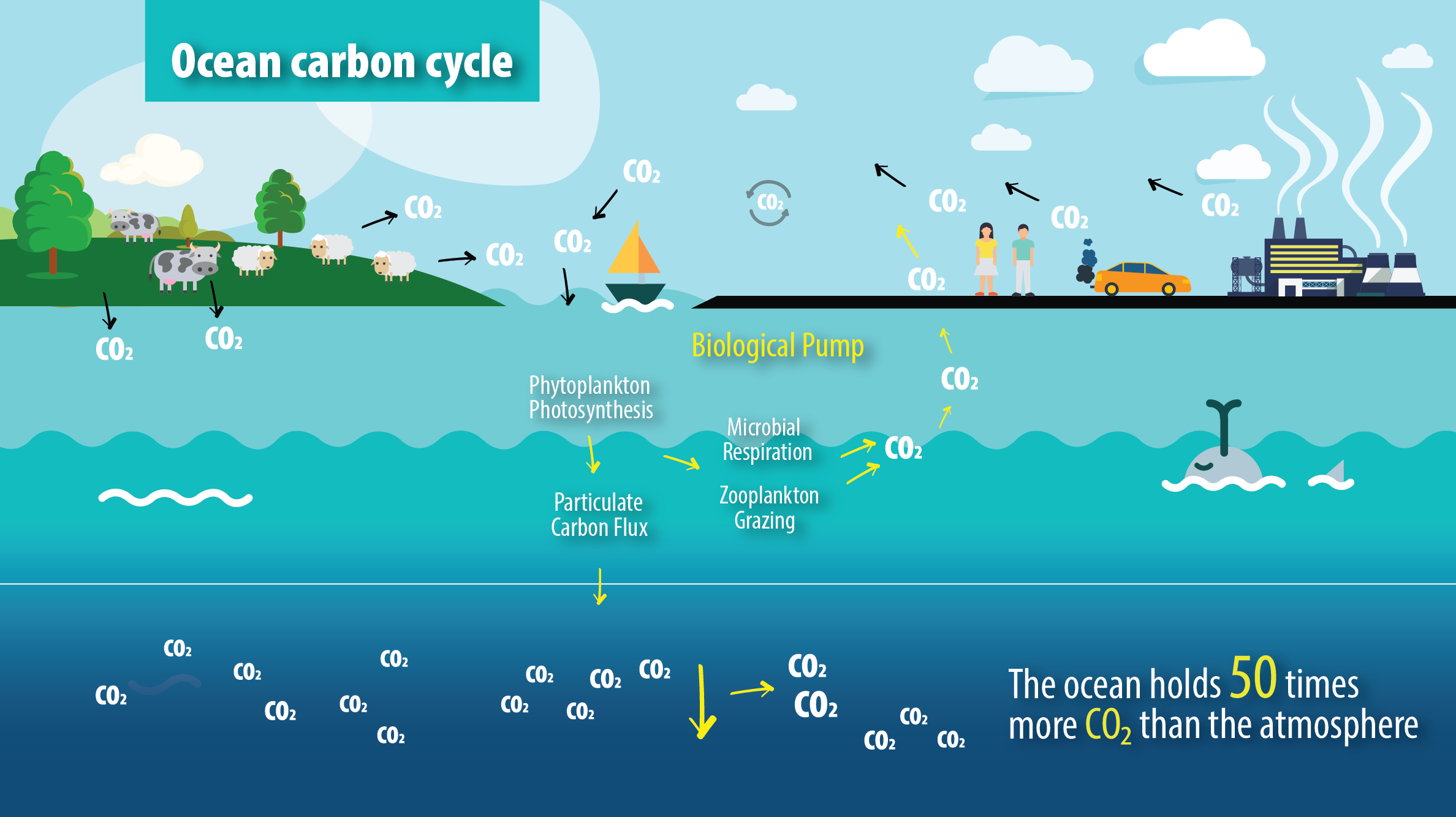 The ocean carbon cycle ocean-carbon-cycle.png