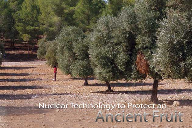 <p>It is estimated that the cultivation of olives dates back over 7?000 years.</p><p>Homer wrote about them in his Odyssey, Hippocrates praised olive oil for its medicinal purposes and olive tree leaves were found in the tomb of Tutankhamen.</p>&copy; David Nestel; Chronis Rempoulakis/ARO, Israel