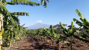 Experimental banana fields in Arusha, Tanzania with Mount Meru in the background.?(Photo: M.Vantyghem/IAEA)