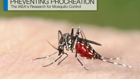 Evitar la procreación: la investigación del OIEA para controlar los mosquitos (en inglés)