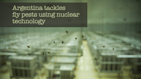 Argentina Tackles Fly Pests Using Nuclear Technology