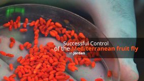 Successful Control of the Mediterranean Fruit Fly in Jordan