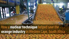 How a Nuclear Technique Helped Save the Orange Industry in Western Cape, South Africa
