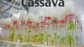 Cassava - Feeding People Today and Tomorrow