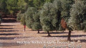 Olive Fly: Nuclear Technology to Protect an Ancient Fruit