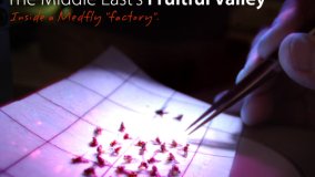 The Middle East’s Fruitful Valley - Bioflies