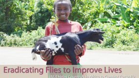 Eradicating Flies to Improve Lives  - IAEA Helps Countries in Africa to Combat  Tsetse Fly