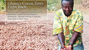 Saving the Source of Chocolate