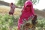 Thriving fields, lasting change: how nuclear science helps women farmers in Sudan leave hunger and poverty behind

