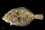 Contaminants include trace metals like mercury, persistent organic pollutants such as pesticides and PCBs (polychlorinated biphenyls) as well as radionuclides. In recent years, there has also been an increase in the occurrences of harmful algal blooms which can produce biotoxins that cause foodborne illnesses.

Japanese flatfish (Paralichthys olivaceus)
