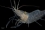 The IAEA Environment Laboratories study contamination risk in a wide range of species. Shrimp are an important part of ecosystems: they eat debris and small organisms and are themselves eaten by fish and other large species. They are a step in the study of the transfer of contaminants up the food chain.

Common prawn (Palaemon serratus)
