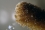 In water, pollutants have a tendency to be attracted to or attach onto the surface of marine plastic particles. By this mechanism, floating marine plastics can collect a cocktail of contaminants whose destiny in the ocean and through the food chain is then tied to that of the plastics. This photo shows a coral nubbin which can mistakenly ingest microplastic fragments.