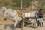 Man and beast struggle to bring fresh water to remote areas of northern Colombia. 