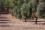 <p>It is estimated that the cultivation of olives dates back over 7?000 years.</p><p>Homer wrote about them in his Odyssey, Hippocrates praised olive oil for its medicinal purposes and olive tree leaves were found in the tomb of Tutankhamen.</p>&copy; David Nestel; Chronis Rempoulakis/ARO, Israel