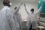 <p>The veterinary scientist’s first stop was the Institut Pasteur in Bangui, a research and education foundation.</p>
