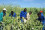 <strong>Do you know how nuclear science helps farmers use less water?</strong>
<br/><br />
Through an IAEA-funded project, farmers in Namibia have been trying out a nuclear-based approach to irrigating their fields, which has helped them substantially improve water use efficiency. The IAEA and FAO worked jointly in Namibia to address droughts that caused substantial harm to the country’s agriculture and economy. Nuclear and related techniques were used to finetune water-saving irrigation technology, such as small-scale drip irrigation for watering fields efficiently and delivering small but precise amounts of water directly to plants. This technology helped to increase the production of crops from once a year to almost year-round. Read more <a href="http://www.urlse.cn/newscenter/news/combined-water-saving-and-nuclear-techniques-help-improve-farmers-productivity-and-income-in-namibia">here</a>. 
<br/><br />
Farmers in Namibia have improved water use efficiency. (Photo: J. Adu-Gyamfi/IAEA)
