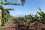 <strong>Do you know how nuclear science can protect banana crops?</strong>
<br /><br />
Bananas need warm, humid climates to thrive. However, due to changing rainfall patterns and rising temperatures, bananas are suffering from drought stress – a shortage of water in the root of the plant – leading to reduced harvests. Through the Atoms4Food initiative, nuclear techniques can help spot and assess the extent of the drought stress, enabling local institutes to improve agronomic practices to enhance the resilience of banana production. 
Read more <a href="http://www.urlse.cn/newscenter/news/how-isotopic-techniques-can-be-used-to-spot-drought-stressed-banana-crops-and-help-save-them">here</a>. 
<br/><br />
Scientists used nuclear techniques to assess levels of drought stress in bananas. The study was carried out in banana fields in Tanzania. (Photo: M. Vantyghem/IAEA)