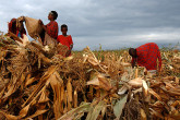 Maasia pastoralists preparing their maize harvest in Narok, Kenya. (Photo: FAO/Ami Vitale)