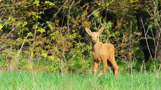 Elk calf in the Polesie State Radiation-Ecological Reserve, Republic of Belarus. (Photo: M. Kudin)