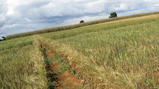 Kenya Plant mutation breeding