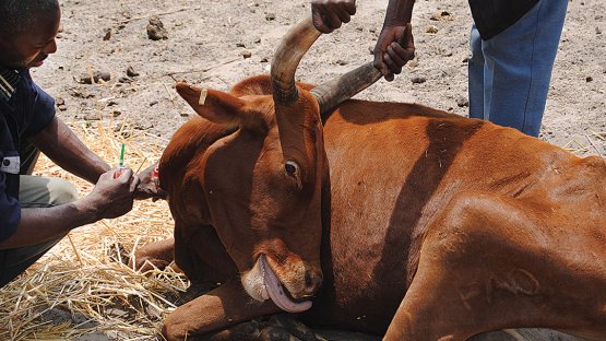 Botswana National Veterinary Laboratory Improves Cattle Exports