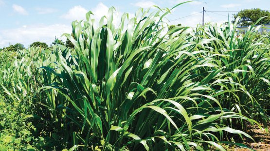 Mauritius local milk and meat production shows increased competitiveness