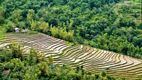 Rice Terraces