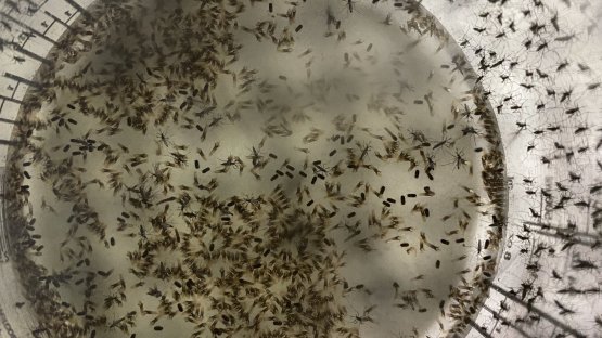 Sterile Aedes aegypti males inside a bucket ready for release on Captiva Island, Lee County, Florida, USA (Source: LCMCD, USA).