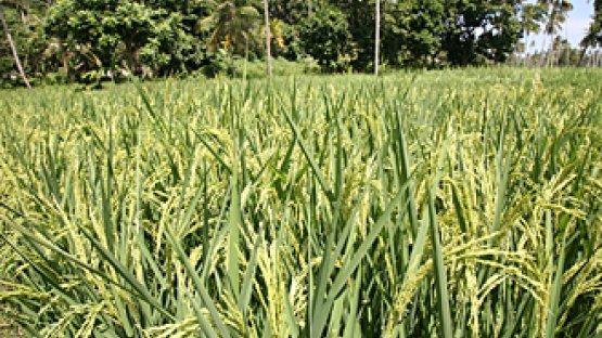 SUPA BC rice growing in Zanzibar