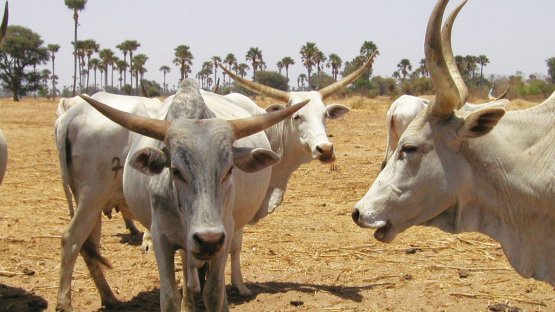 The sterile insect technique (SIT)  tsetse eradication