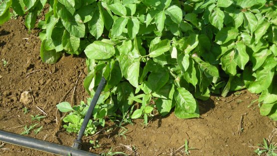 Drip_irrigation