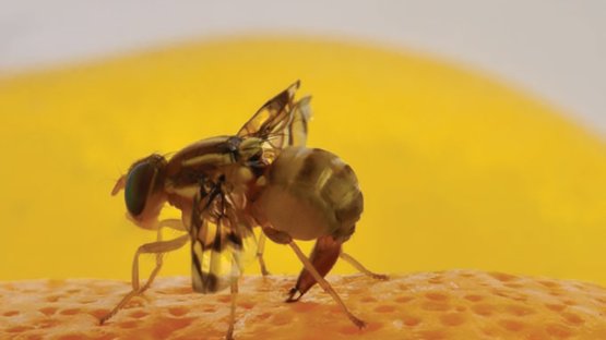 Control of fruit fly doesn’t stop at national borders 