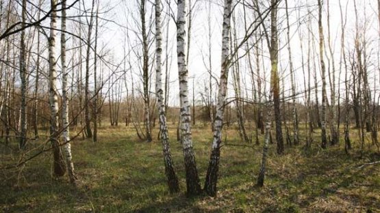Chernobyl