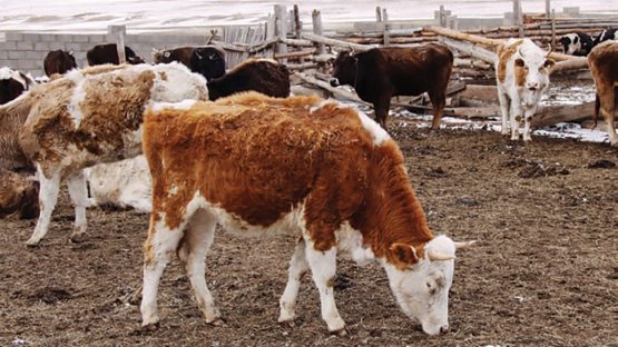 Foot-and-mouth disease disaster averted