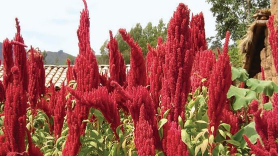 Ancient grain gains new respect and updating