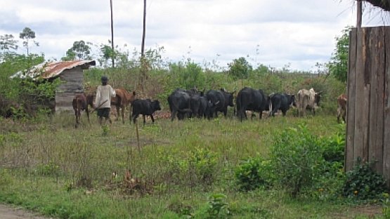 Contributing to a rinderpest-free world