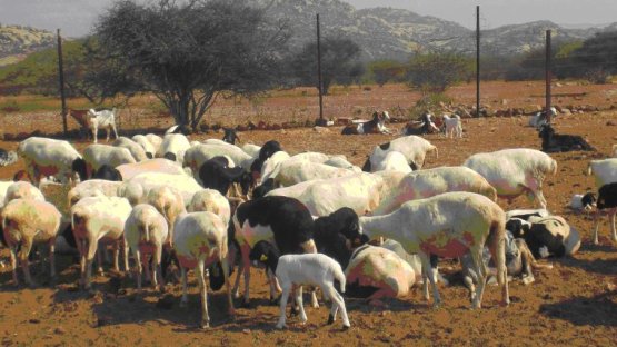 Persian sheep