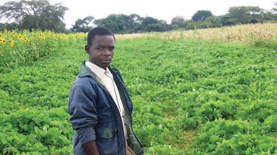 Animal productivity improved with bean once considered poisonous