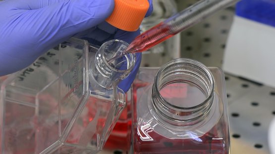 IAEA Helps European Countries Prepare for Emerging Cattle Disease 