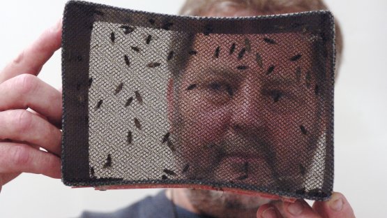 IAEA Moves Forward with Construction of New Laboratory, Improving Fight against Insect Pests