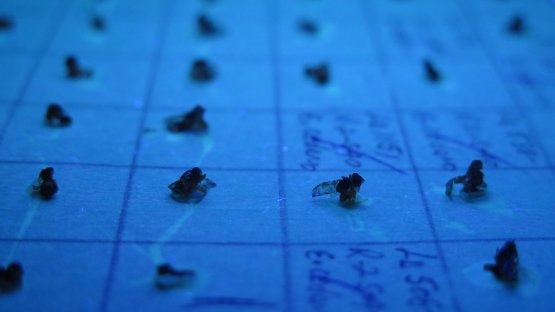 Una técnica nuclear ayuda a la República Dominicana a erradicar una plaga de insectos que perjudicó al sector agrícola