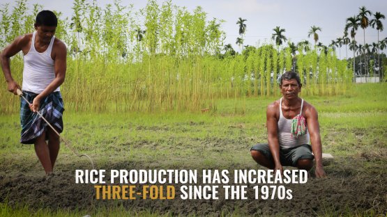 Improving Rice Varieties in Bangladesh 