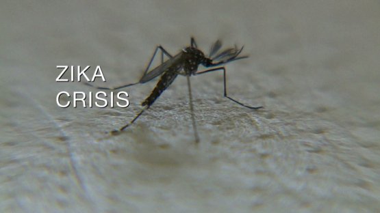 Меры реагирования МАГАТЭ на кризис, вызванный вирусом Зика (на англ. языке)