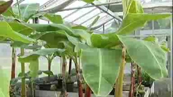 Nuclear Science for Food Security