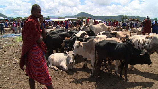 Cattle Breeding Meets Nuclear Science